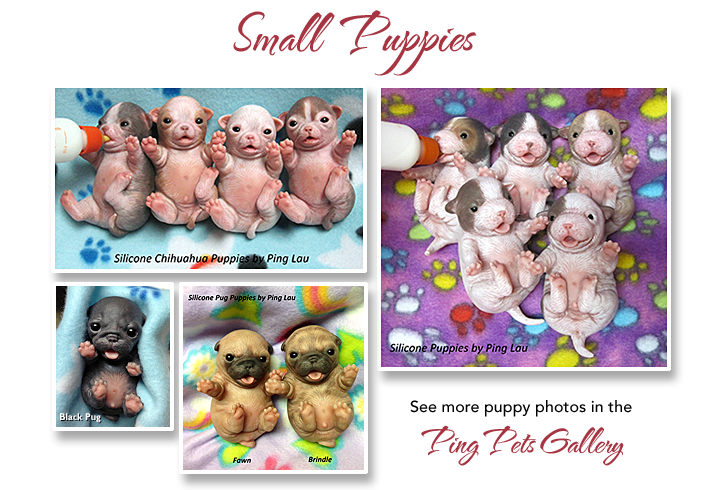 Ping lau puppies on sale